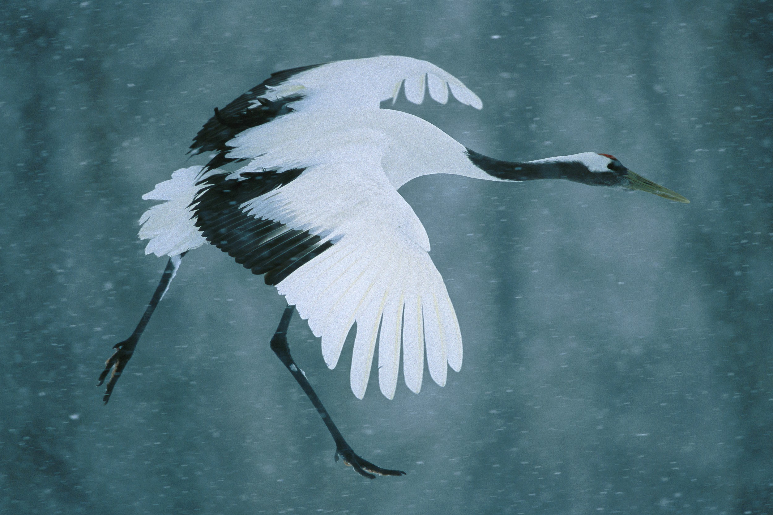 An egret standing in misty blue water with a soft, clean background