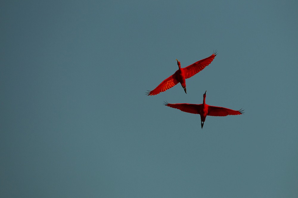 A scarlet ibis backlit against a dark, dramatic sky