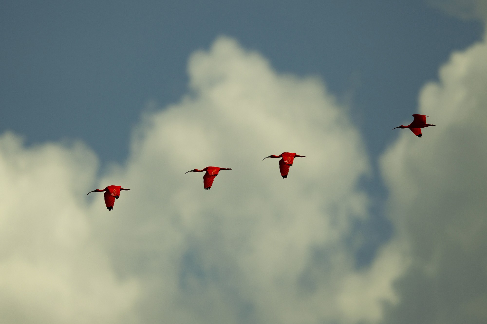 Birds flying through atmospheric mist and cloud