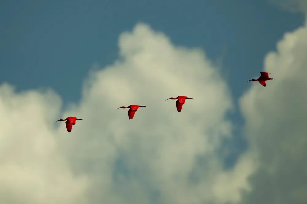Birds flying through atmospheric mist and cloud