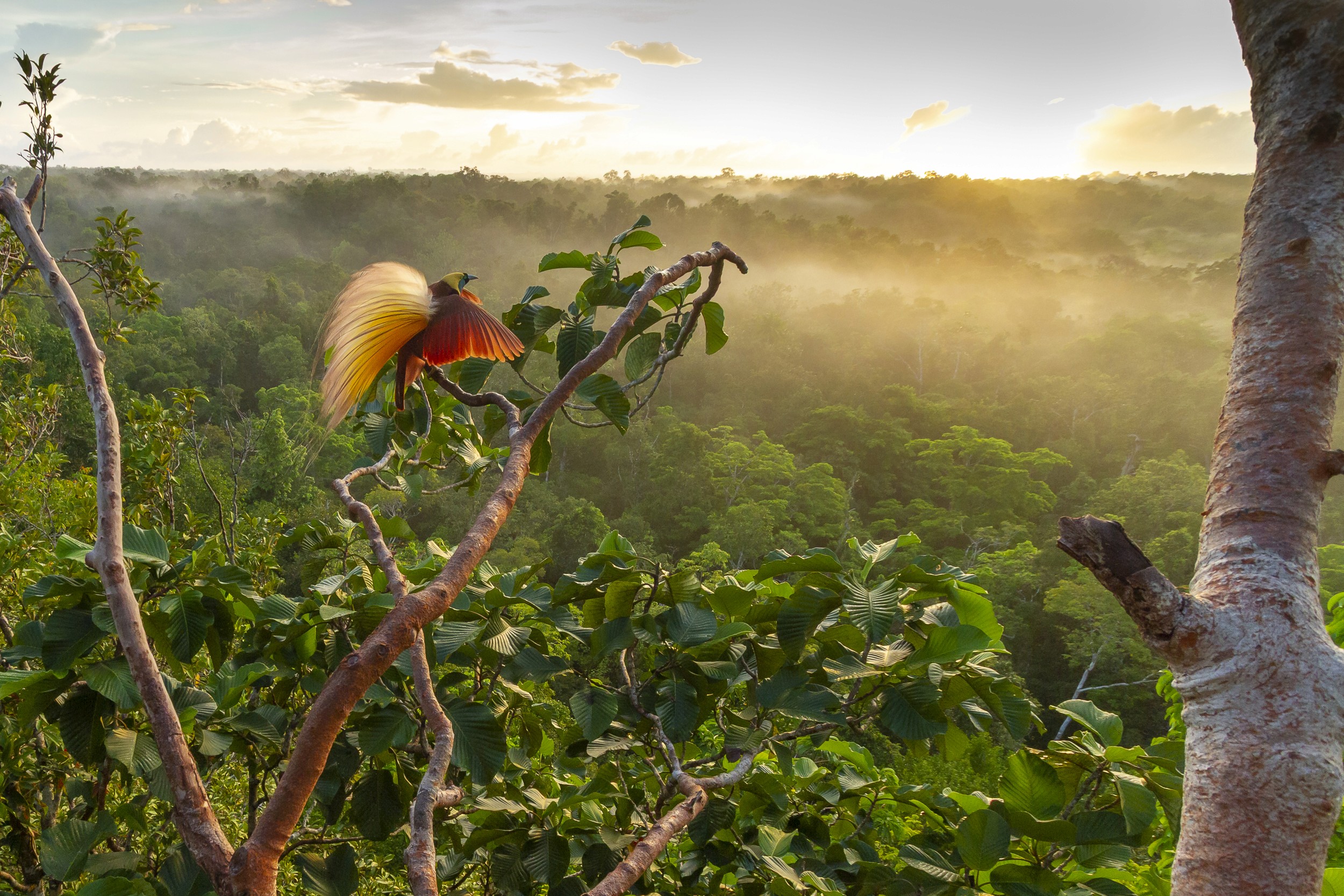 A bird-of-paradise displaying on a branch above misty rainforest at sunrise