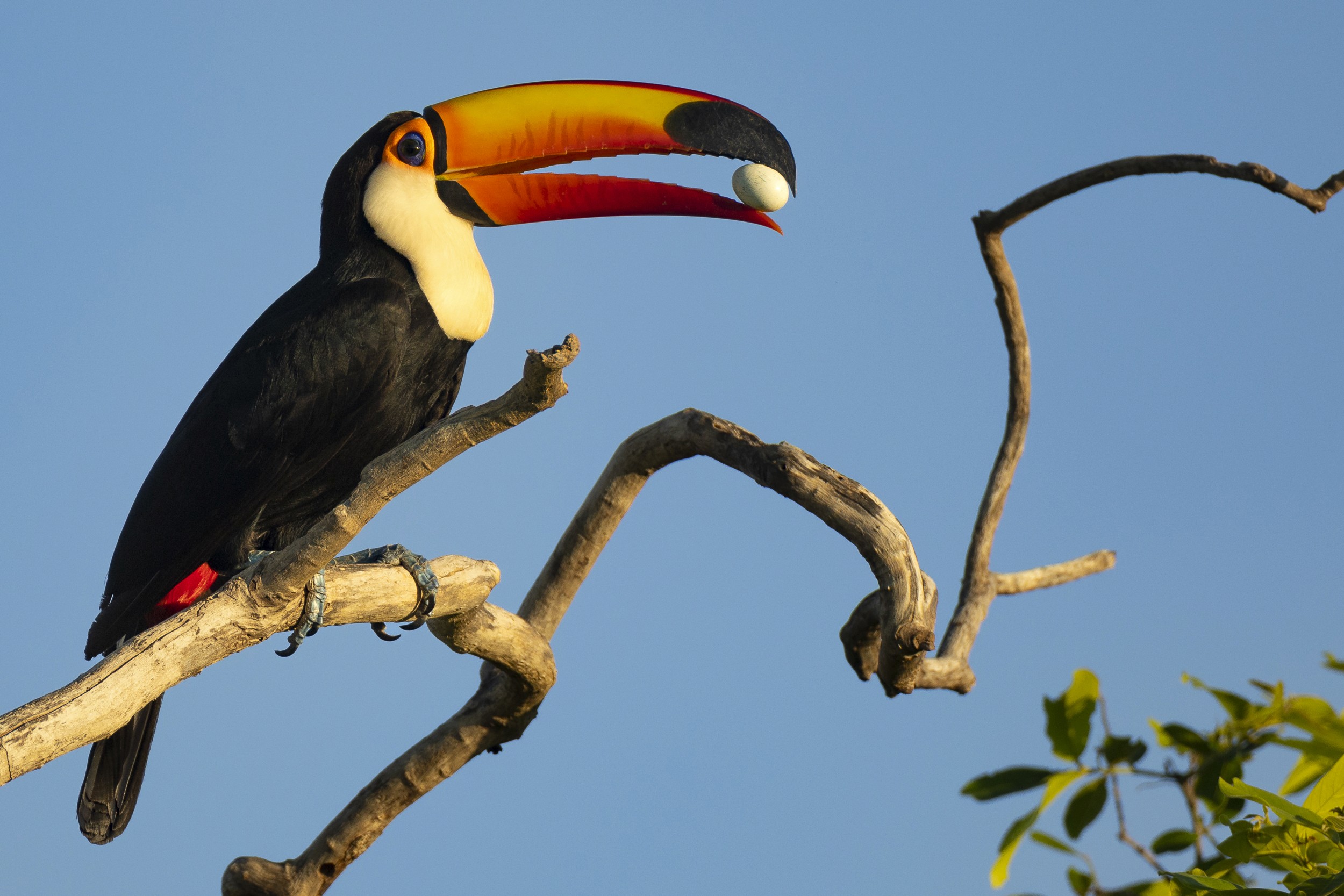 A colorful toucan perched on a branch surrounded by green leaves