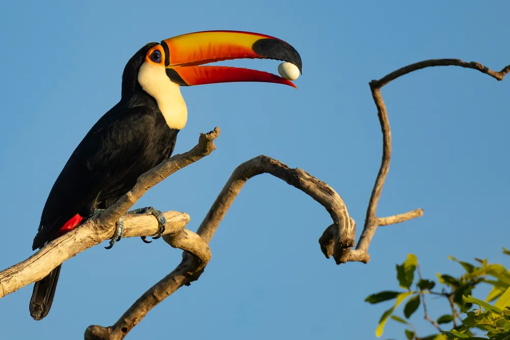A colorful toucan perched on a branch surrounded by green leaves