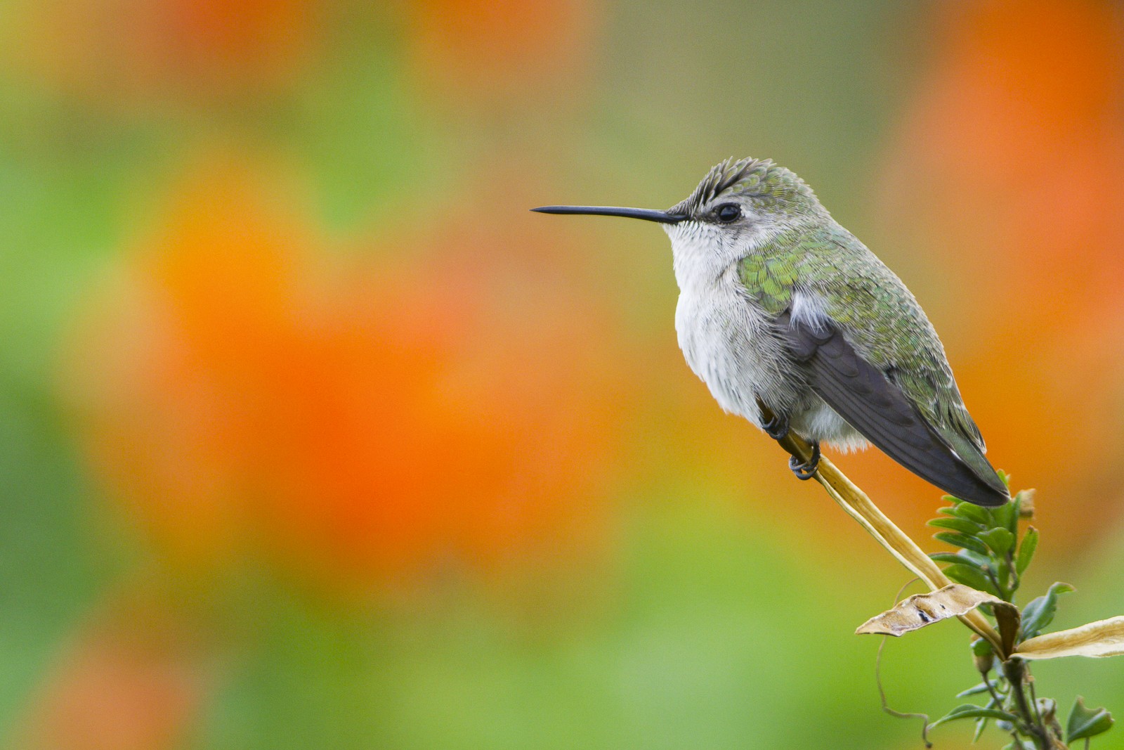 A hummingbird frozen in mid-motion at a flower