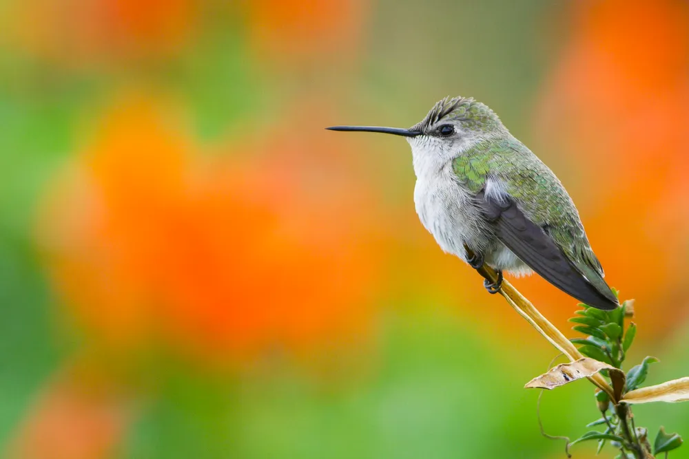 A hummingbird frozen in mid-motion at a flower