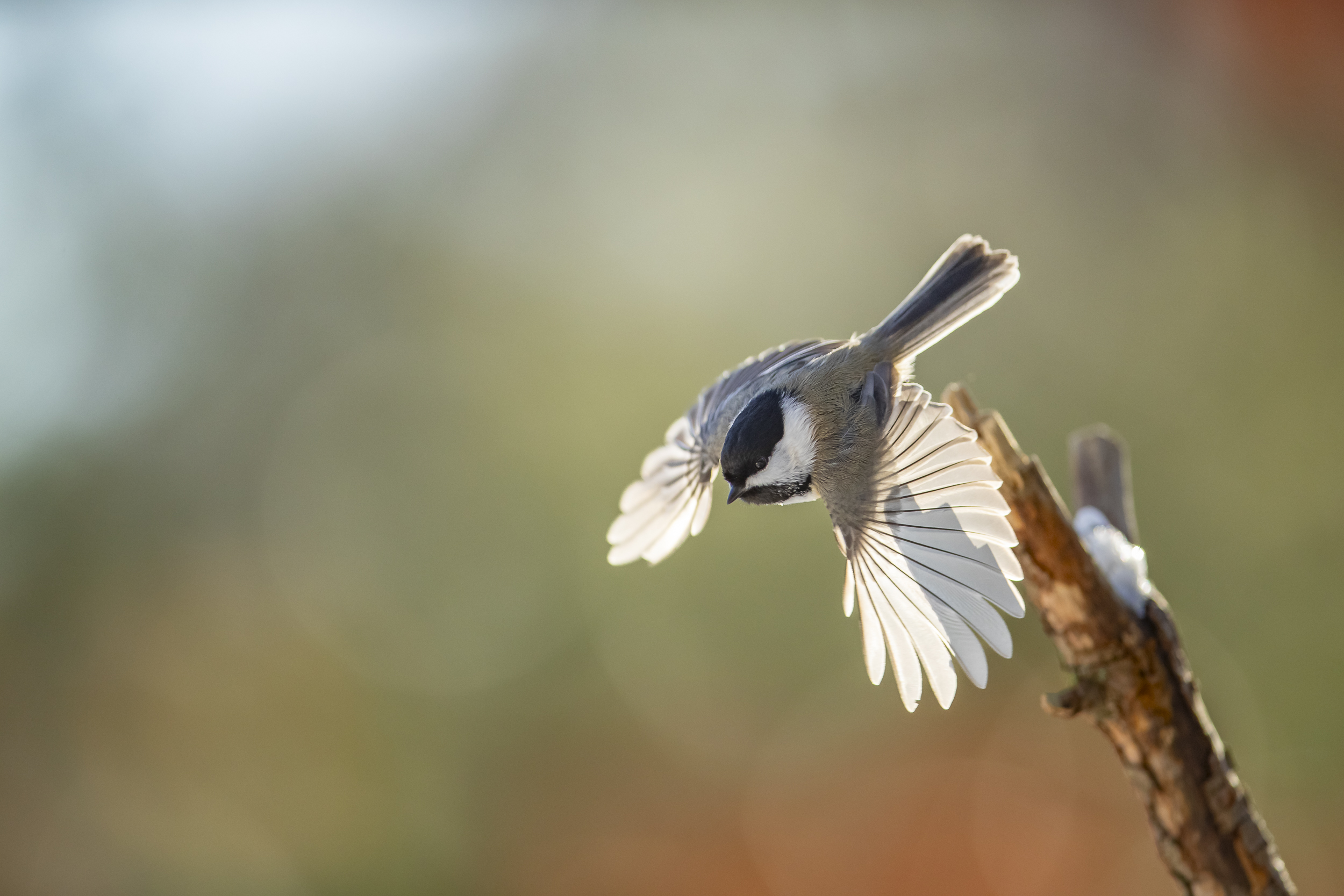 A black-capped chickadee landing on a branch, a North American backyard bird