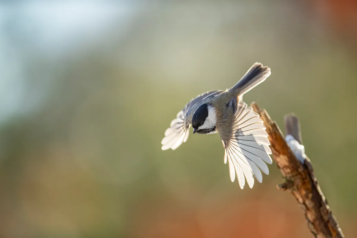 A black-capped chickadee landing on a branch, a North American backyard bird