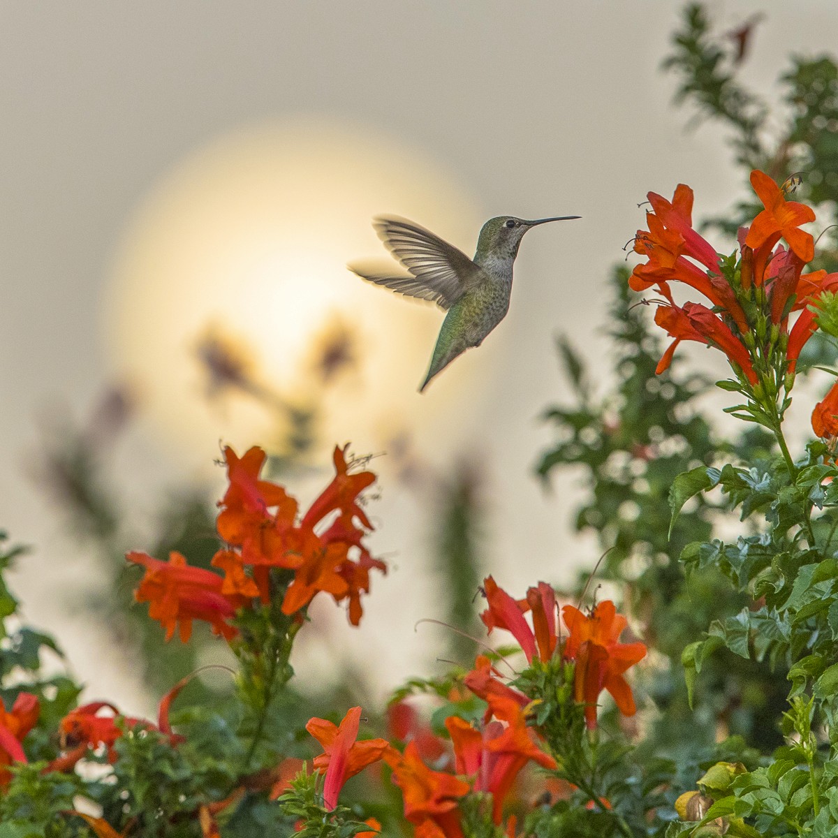 Warm-toned scene of red birds among foliage