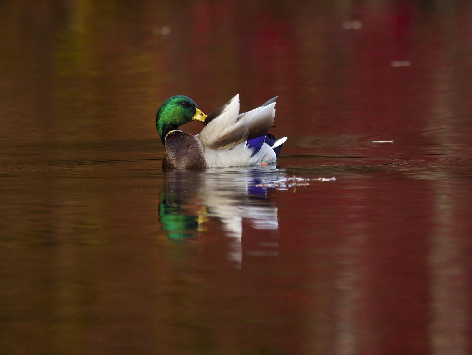 A wading bird mirrored in the still surface of the water