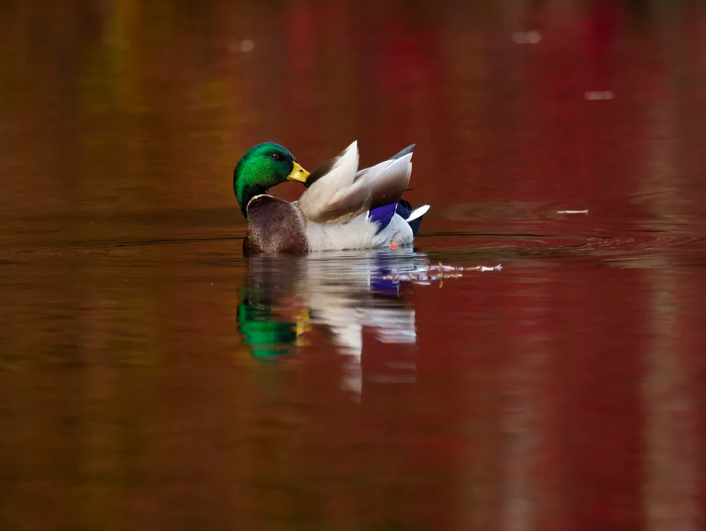 A wading bird mirrored in the still surface of the water